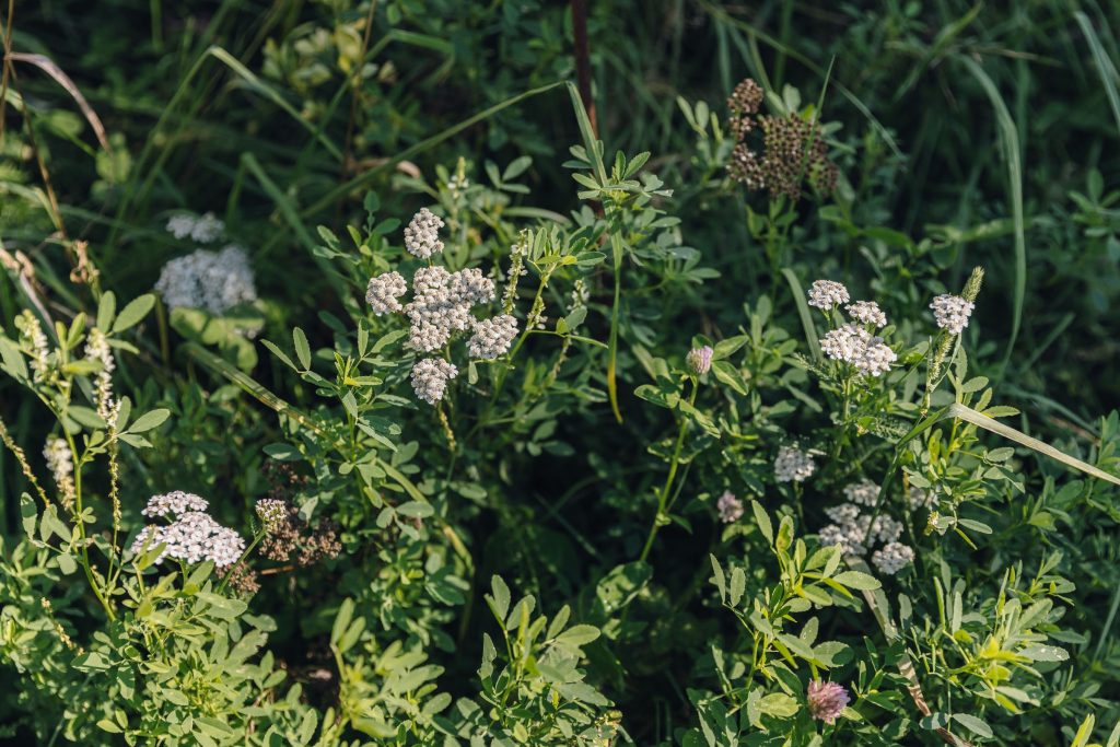 Wildflowers in the meadow garden
