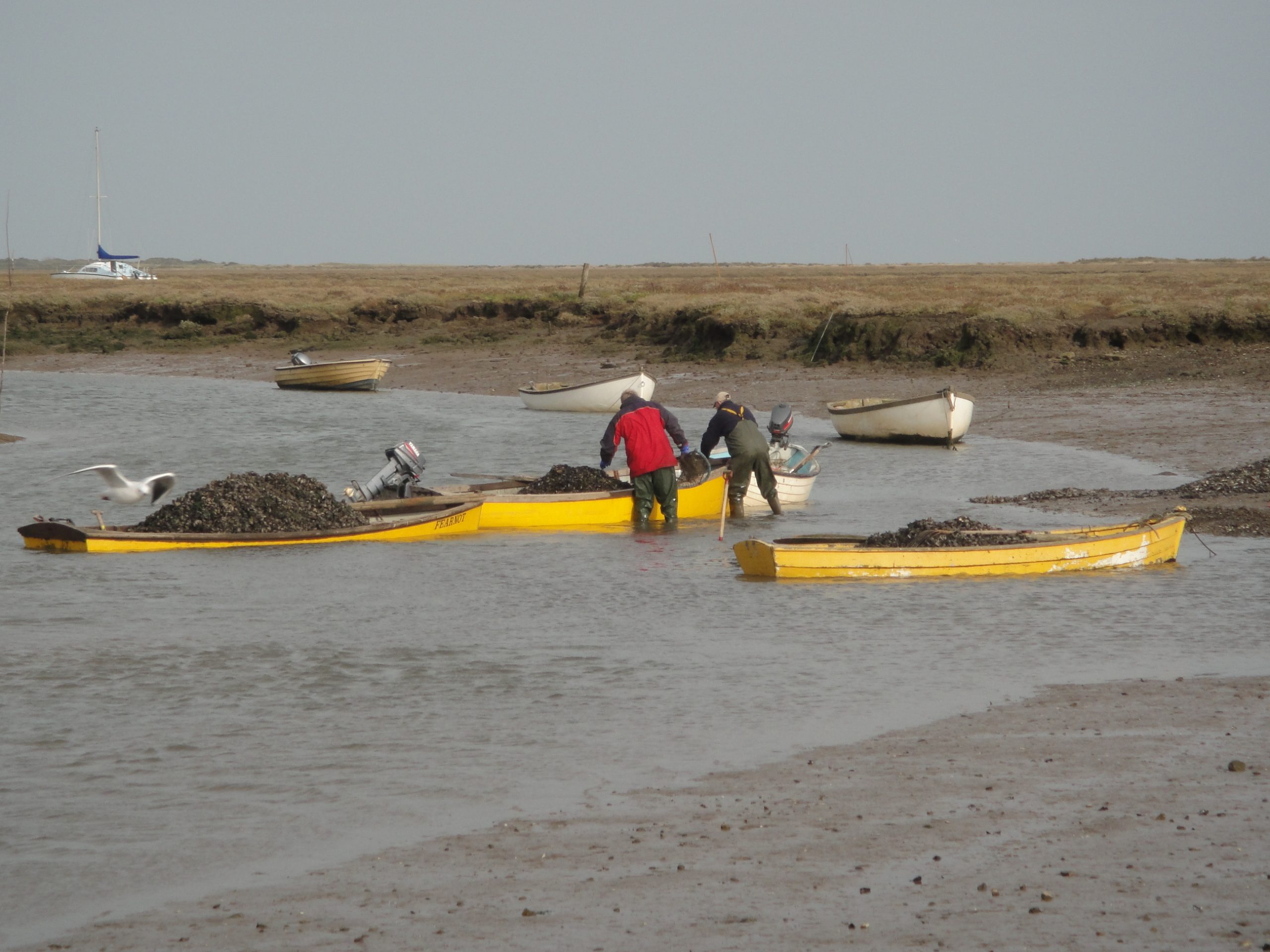 Mussels being unloaded from small boats at Brancaster Staithe