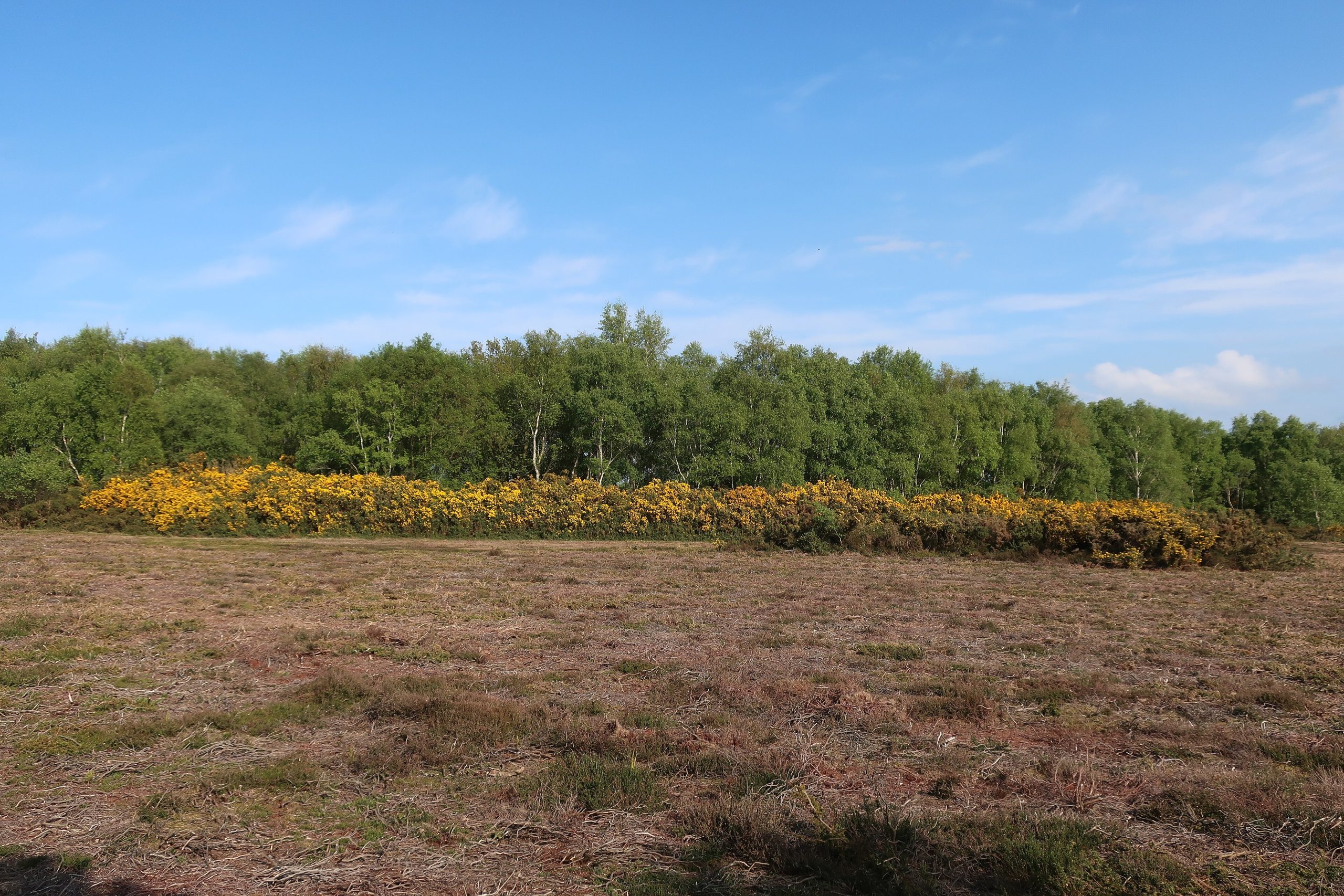 Heather and gorse on Kelling Heath, with pine woods behind