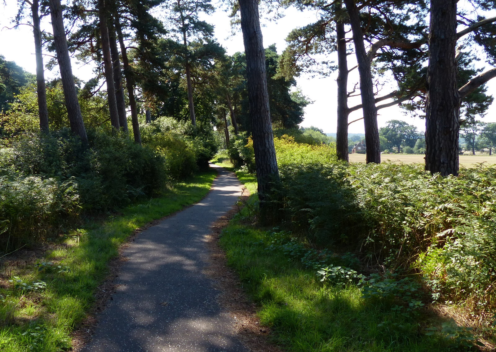 A National Cycle Network path through trees in Norfolk