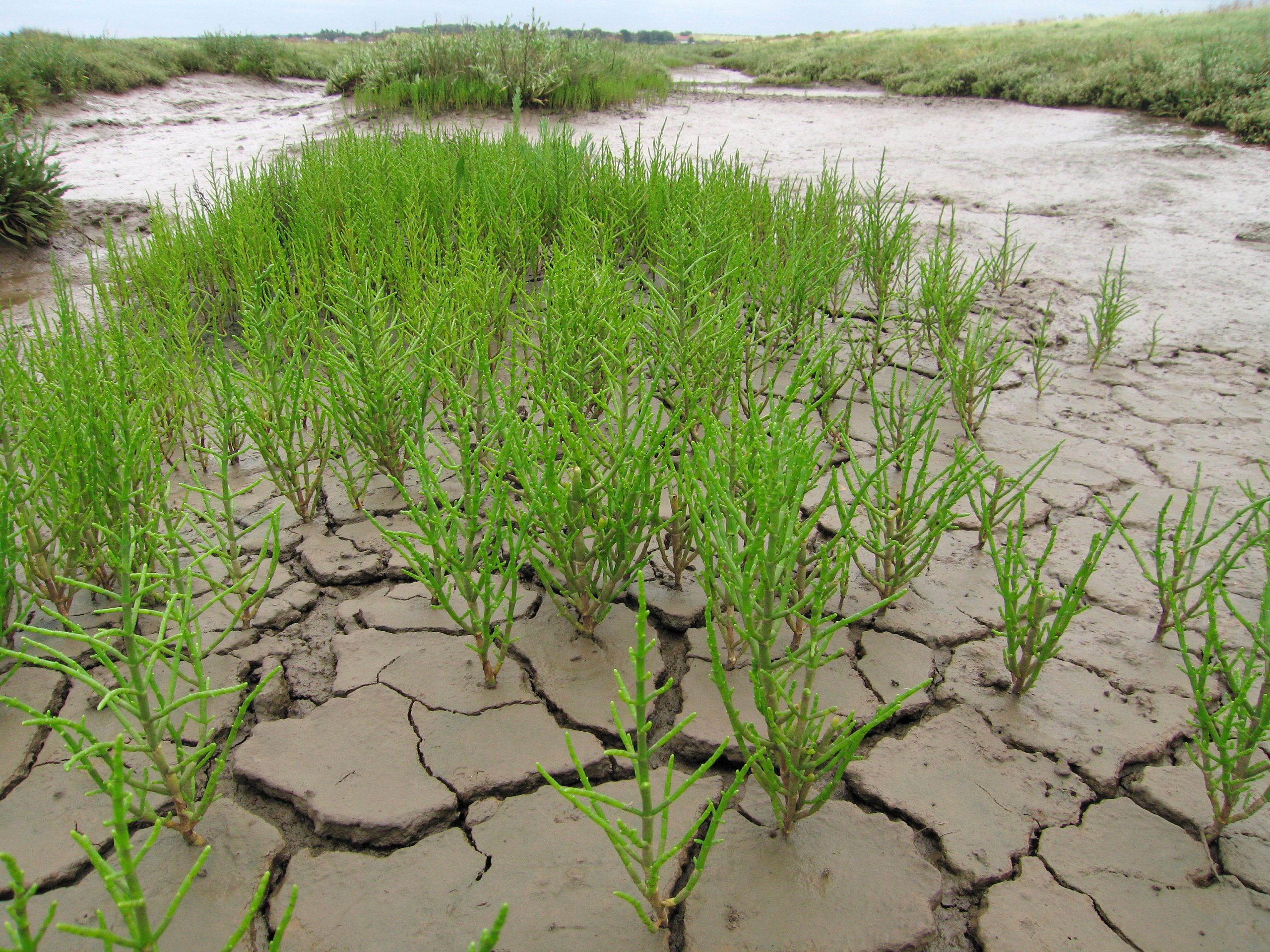 Marsh samphire growing on the saltmarsh mud in Norfolk