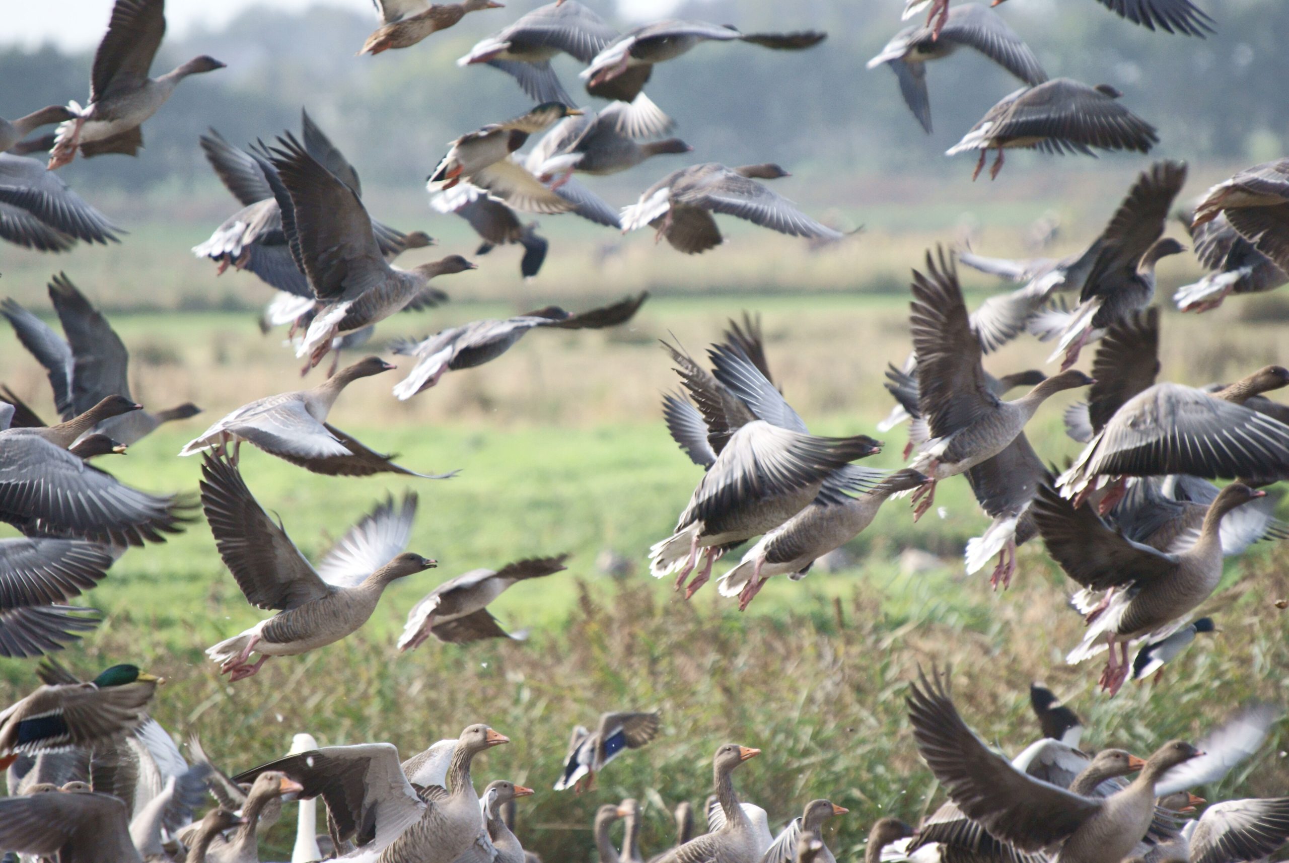 A flock of pink-footed geese taking off from a field