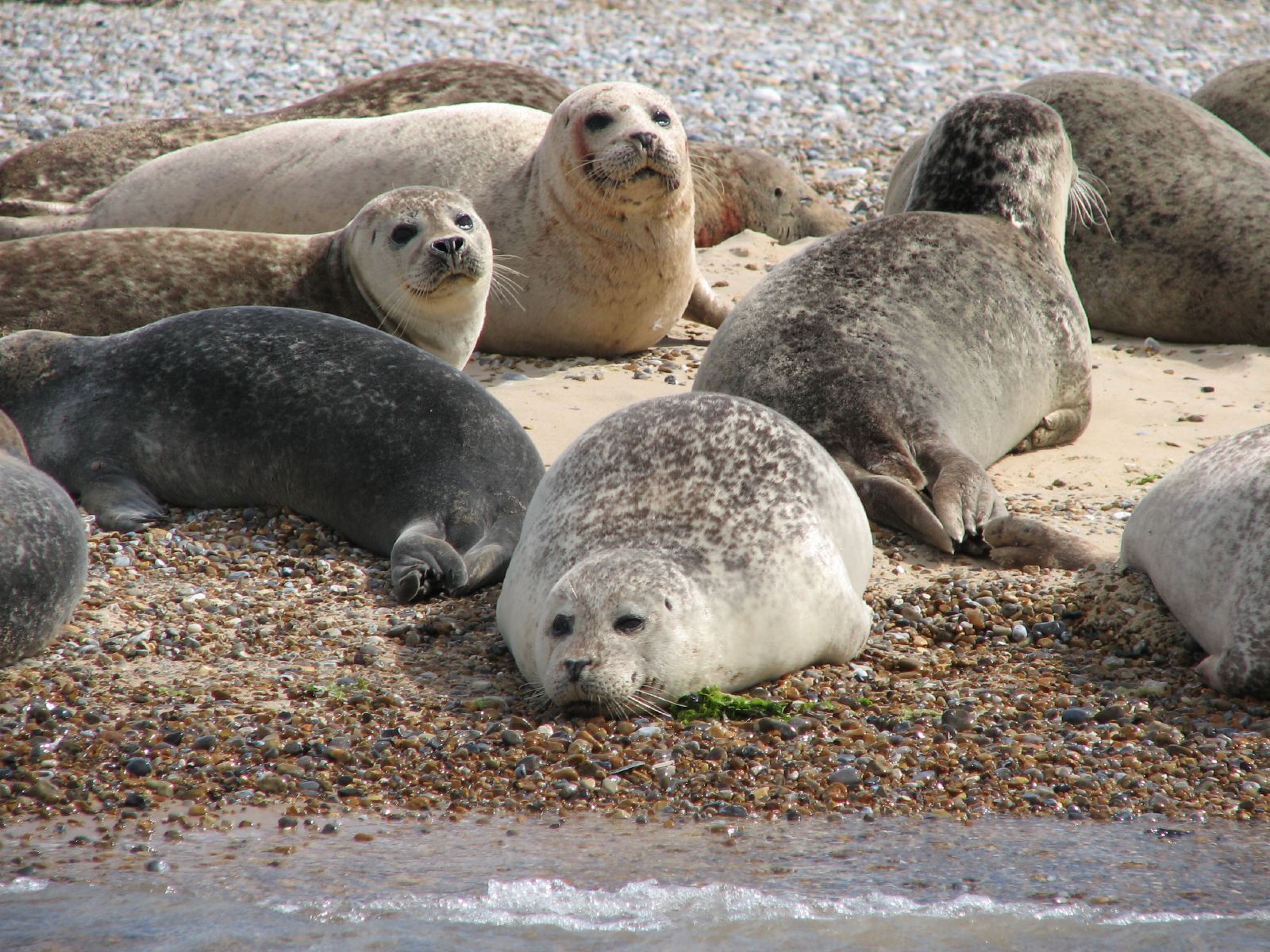 Common seals resting together on a shingle beach